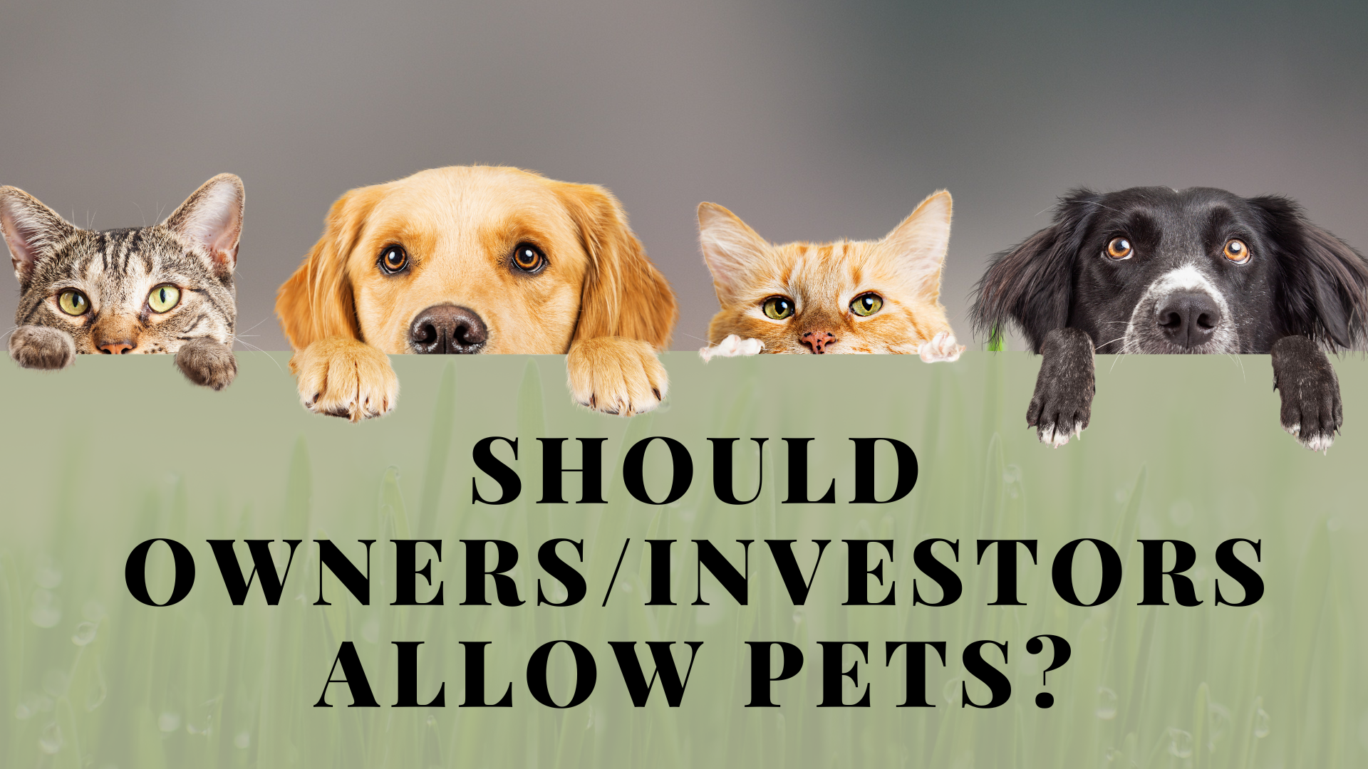 Should Owners/Investors Allow Pets?